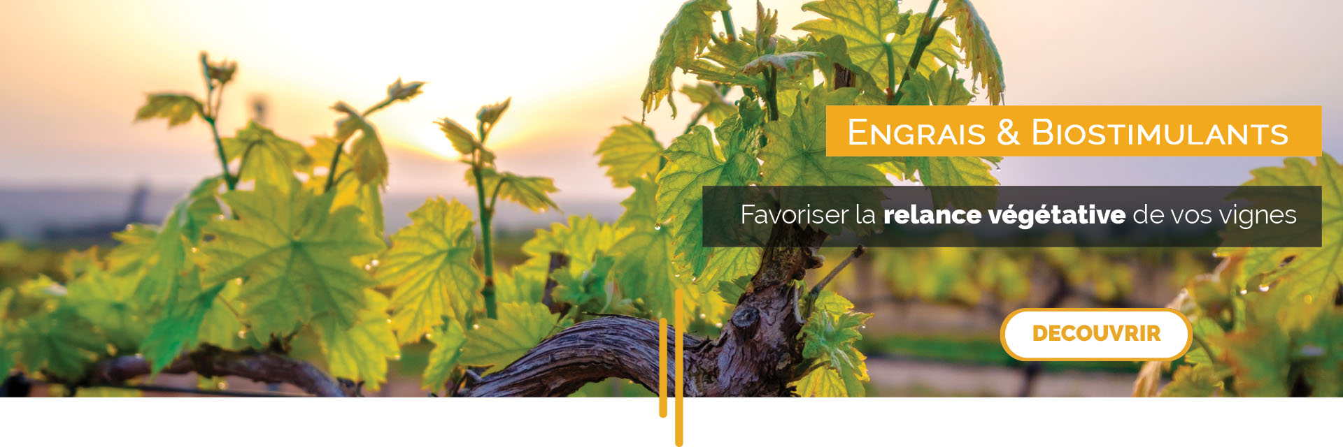 Sélection relance végétative - vigne