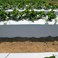 FILM TRIFRAISE +UV NP T35 1M00X1000ML NOIR/BLANC/RL