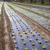 FILM PAILLAGE TRISPERGE ASPERGE AB 25MC 1M80 1200ML=2160M2