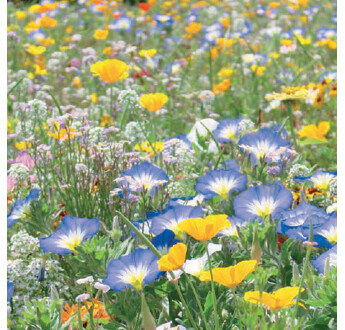 MELANGE FLEURI COUVRE SOL CONTRASTE 1KG
