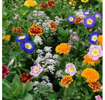 MELANGE FLEURI COUVRE SOL CONTRASTE 1KG