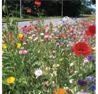 MELANGE FLEURI CHRONO ANNUEL 1KG