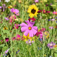 SEM. MELANGE FLEURI JOHNSONS SAC 1KG
