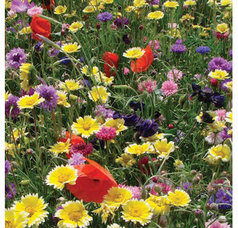 MELANGE FLEURI POESIE PRINTANIERE 1KG