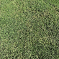GAZON PLAQUE BERMUDA TIFWAY AU M²