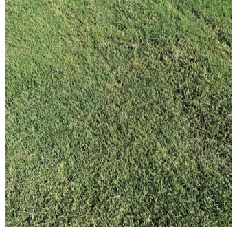GAZON PLAQUE BERMUDA TIFWAY AU M²