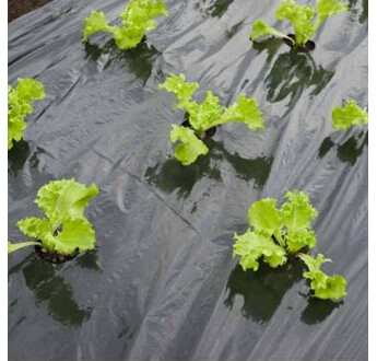 FILM PAILLAGE NOIR SALADE LDT PERFECT MICRO&MACRO 2000M2 8 A 40 TROUS