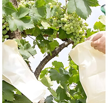 HOUSSE RAISIN 50X30 BLANC OPAQUE PAQ, 1000