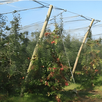 PIQUET PIN SYLVESTRE PLANE 4M50 DIAM8/10 CL4 CTB B+