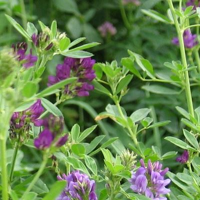 SEM. LUZERNE EUGENIA SAC10KG