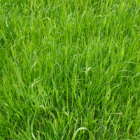 SEM. MELANGE MEXIK SAC15KG