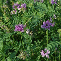 SEM. VESCE COMMUNE HIVER GRAVESA SAC25KG