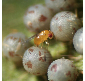 TRICHOGRAMME BILLE (BOITE DE 100)