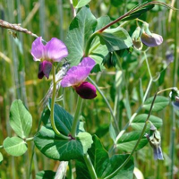 SEM. POIS FOURRAGER HIVER ARKTA BIO SAC25KG