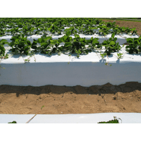 FILM TRIFRAISE +UV PERF T35 1M60X1000ML NOIR/BLANC/RL