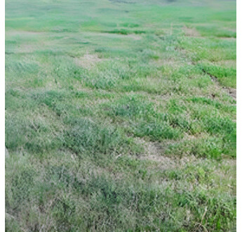 SEM. GAZON L'AVIS DU SUD 70/30 SAC15KG