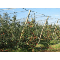 PIQUET PIN SYLVESTRE PLANE 5M00 DIAM10/12 CL4