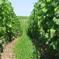 SEM. MELANGE VIVER MYC 2 DOSE10KG