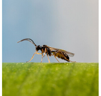 ERVIPAR 500 APHIDIUS ERVI FLACON DE 500 INDIVIDUS