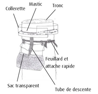 KIT ECOPIEGE 16.6ML TRANSPARENT DE 10 PIEGES