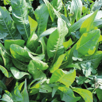 SEM. MELANGE PROTA PLUS DRY SAC5KG