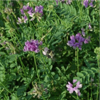 SEM. VESCE COMMUNE HIVER GRAVESA BIO SAC25KG