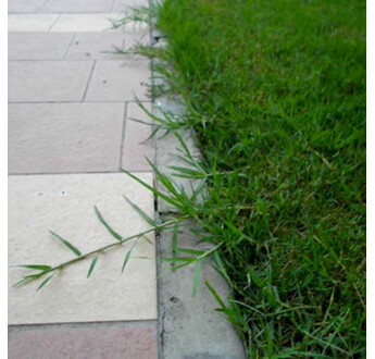 KIKUYU 5KG