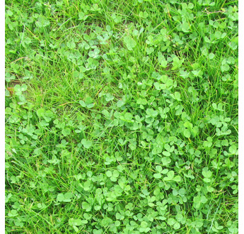 GAZON MICROCLOVER PIPOLINA 1KG
