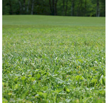 GAZON MICROCLOVER PIPOLINA 1KG