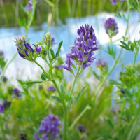 SEM. LUZERNE EUGENIA BIO SAC10KG