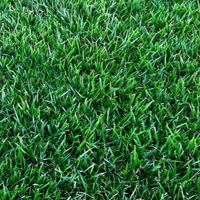 GAZON PLAQUE ZOYSIA GEO AU M2