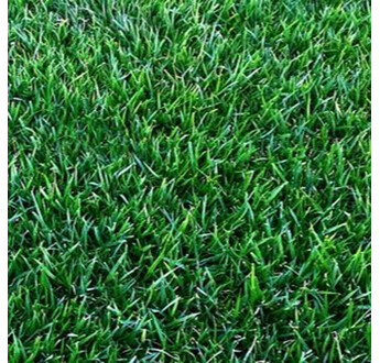 GAZON PLAQUE ZOYSIA GEO AU M2