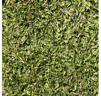 GAZON PLAQUE ZOYSIA EMPIRE AU M2