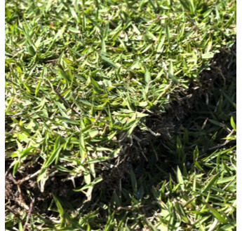 GAZON PLAQUE ZOYSIA EMPIRE AU M2