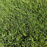 GAZON PLAQUE PASPALUM SEA ISLE 2000 AU M²