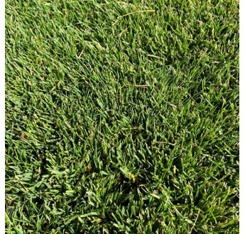 GAZON PLAQUE PASPALUM SEA ISLE 2000 AU M²