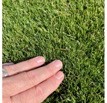 GAZON PLAQUE PASPALUM SEA ISLE 2000 AU M²