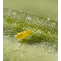 APHYTIS MELINUS FLACON DE 10 000 INDIVIDUS