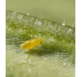APHYTIS MELINUS FLACON DE 10 000 INDIVIDUS