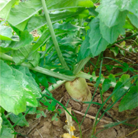 SEM. RADIS CHINOIS ARCHITECT 779 SAC10KG