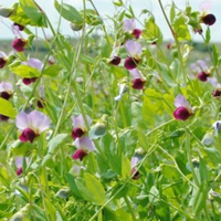 SEM. POIS FOURRAGER HIVER ASSAS BIO SAC25KG