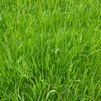 SEM. MELANGE MEXIK BIO SAC15KG