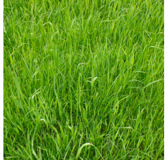 SEM. MELANGE MEXIK BIO SAC15KG