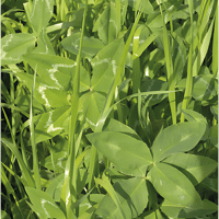 SEM. MELANGE PROTA PLUS 3 MIXTE SAC15KG