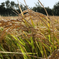 SEM. RIZ ROND GAGERON R1 NT BB500