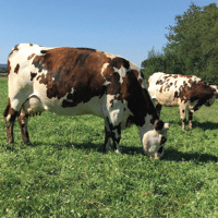 SEM. MELANGE BGBO MOYENNE DUREE SAC15KG