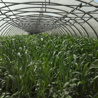 SEM. MELANGE LIDCOVER FUMIGATOR SAC10KG