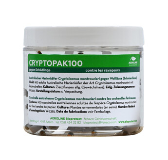CRYPTOPAK 500 CRYPTOLAEMUS MONTROUZIERI FLACON DE 500 ADULTES