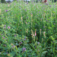 SEM. BARPOLLEN PLURIANNUEL 6S SAC10KG