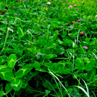 SEM. MELANGE CS MIXTE L245 SAC15KG